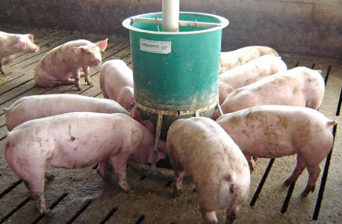Pig Feeders