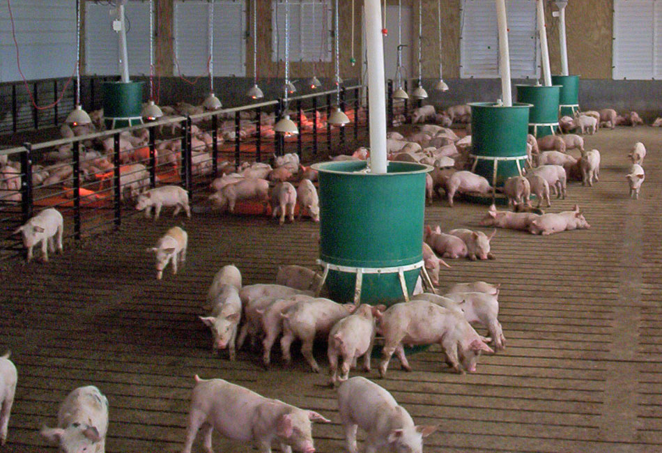 Piggery Equipment